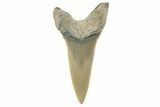 Fossil Shortfin Mako Tooth - Lee Creek (Aurora), NC #294742-1